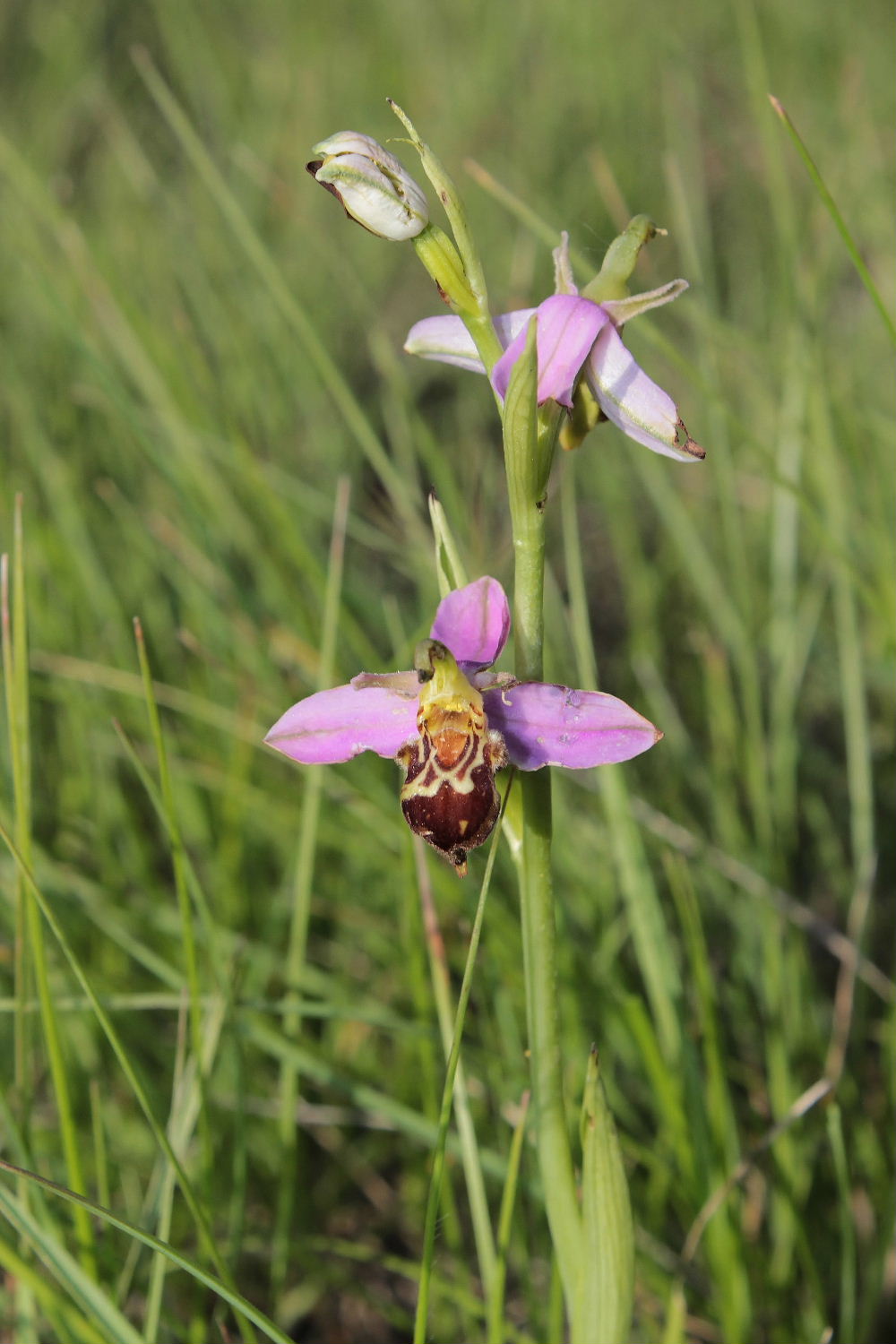 Orchidee Basso PiemonteEntroterra Liguria